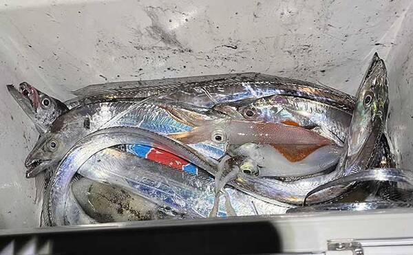 大阪湾ワインドタチウオ釣行で8匹 時合い短く30分間にヒット集中 22年9月日 エキサイトニュース