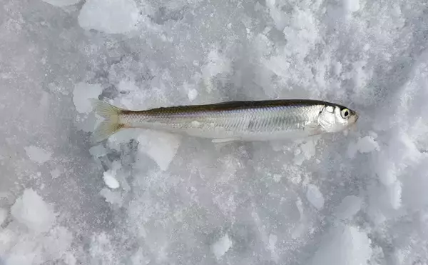 「ワカサギの「ニセモノ」じゃない　道民が愛する魚「チカ」とは？」の画像