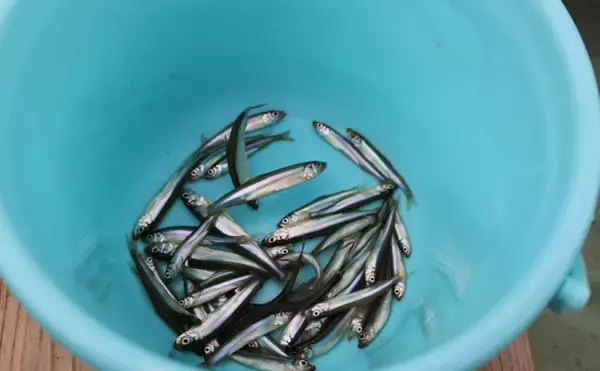 「ワカサギの「ニセモノ」じゃない　道民が愛する魚「チカ」とは？」の画像