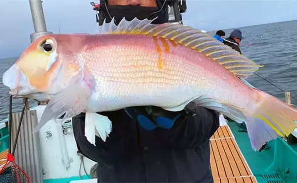 能登半島地震後の富山湾でスルメイカ・鬼カサゴ・甘鯛のリレー釣行【強神丸】