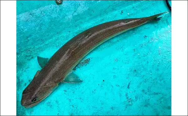 「能登半島地震後の富山湾でスルメイカ・鬼カサゴ・甘鯛のリレー釣行【強神丸】」の画像