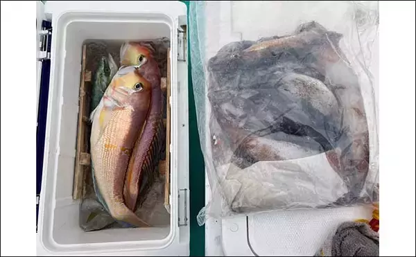 「能登半島地震後の富山湾でスルメイカ・鬼カサゴ・甘鯛のリレー釣行【強神丸】」の画像