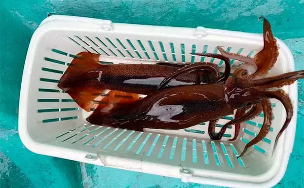 「能登半島地震後の富山湾でスルメイカ・鬼カサゴ・甘鯛のリレー釣行【強神丸】」の画像