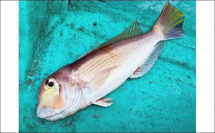 能登半島地震後の富山湾でスルメイカ・鬼カサゴ・甘鯛のリレー釣行【強神丸】