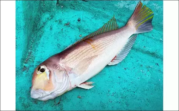 「能登半島地震後の富山湾でスルメイカ・鬼カサゴ・甘鯛のリレー釣行【強神丸】」の画像