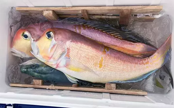 「能登半島地震後の富山湾でスルメイカ・鬼カサゴ・甘鯛のリレー釣行【強神丸】」の画像