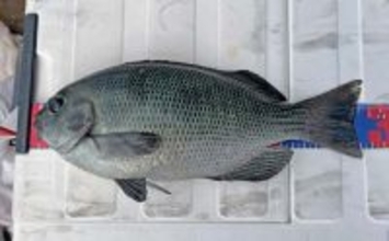 「フカセとショアジギングの二刀流釣行」秋の伊万里湾でクロ・キビレ・サゴシが好反応【長崎】