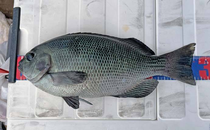 「フカセとショアジギングの二刀流釣行」秋の伊万里湾でクロ・キビレ・サゴシが好反応【長崎】