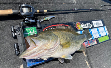 「ロッド選びの肝は弾性にあり？」 バス釣りにおける高弾性／低弾性ロッドの違いと使い分け方