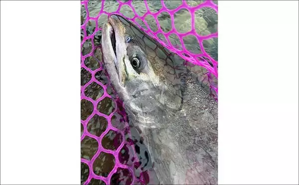 「シロサケ有効利用調査に参加してみた【新潟・荒川】釣り人4人で8尾の本命を手中」の画像