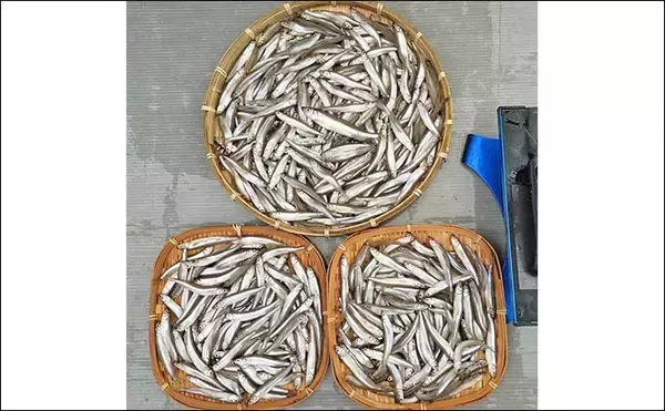 「「寒さ知らずのドーム船で束釣り連発！」諏訪湖ワカサギ483匹の快釣【長野】」の画像