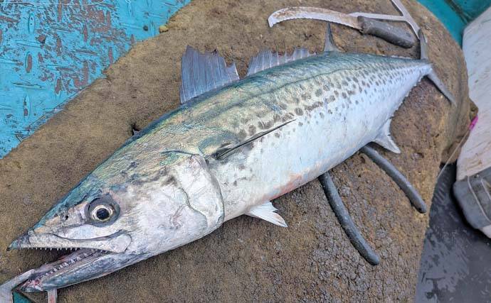 「雨と強風の中でサワラ3kg！」一瞬のボイルを射止めた石鏡沖キャスティングゲーム【三重】