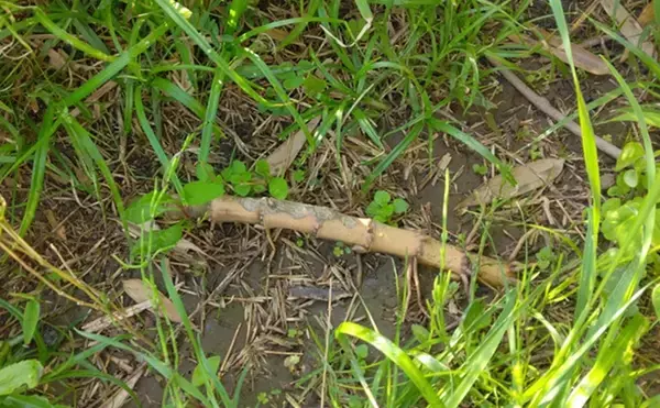 「「河川敷で採れるタケノコはアク抜き不要で美味！」 ハチク採りのシーズン到来」の画像