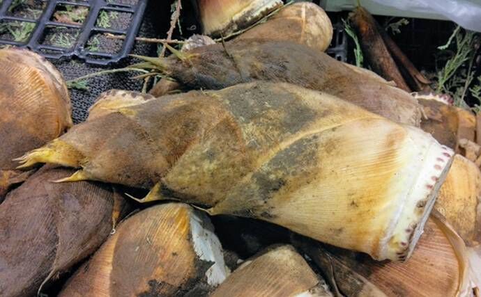 「河川敷で採れるタケノコはアク抜き不要で美味！」 ハチク採りのシーズン到来