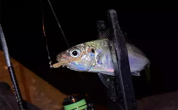 「5年前と何が変わったの？」 アジングタックルの進化について考えてみた