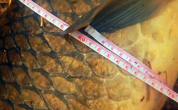 荒川温排水で10kgオーバー大型コイ堂々浮上！【埼玉】ボラのいぬ間に釣るべし？