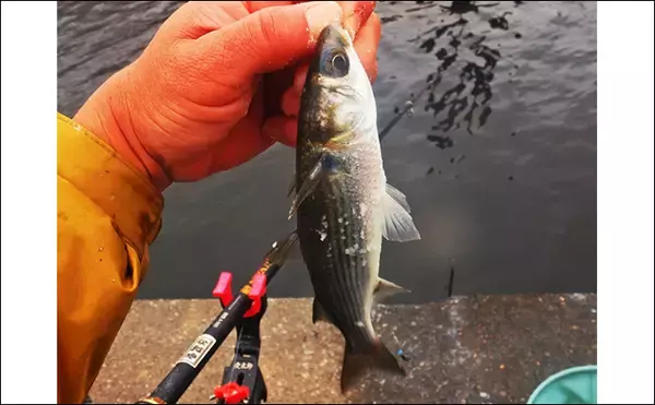 「荒川温排水で10kgオーバー大型コイ堂々浮上！【埼玉】ボラのいぬ間に釣るべし？」の画像