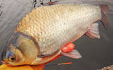 「荒川温排水で10kgオーバー大型コイ堂々浮上！【埼玉】ボラのいぬ間に釣るべし？」の画像5