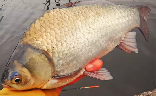 「荒川温排水で10kgオーバー大型コイ堂々浮上！【埼玉】ボラのいぬ間に釣るべし？」の画像