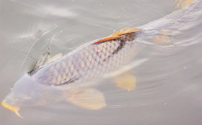 荒川温排水で10kgオーバー大型コイ堂々浮上！【埼玉】ボラのいぬ間に釣るべし？