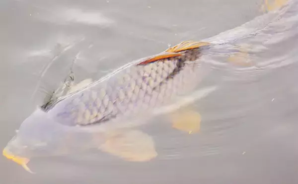 「荒川温排水で10kgオーバー大型コイ堂々浮上！【埼玉】ボラのいぬ間に釣るべし？」の画像