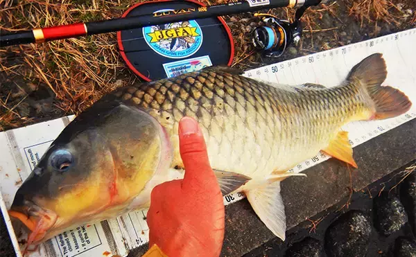 「荒川温排水で10kgオーバー大型コイ堂々浮上！【埼玉】ボラのいぬ間に釣るべし？」の画像