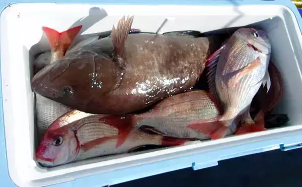 「トップ規定数50尾到達！」片貝沖のハナダイ釣りで良型主体に入れ食いタイム満喫【千葉】