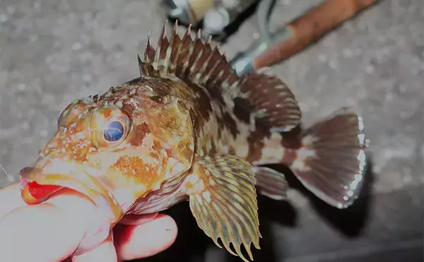 「ジグヘッドの根掛かりを減らす方法　【ワームの刺し方・リグの動かし方を解説】」の画像