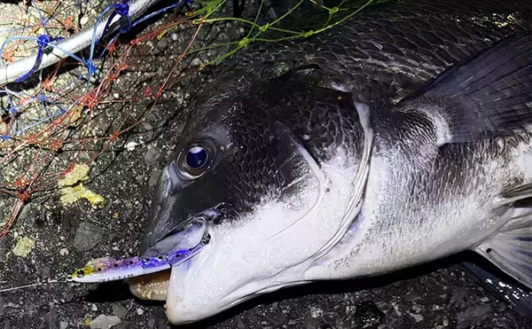 チヌ（クロダイ）狙いのルアーフィッシング「チニング」と「ライトブリーム」は何が違う？