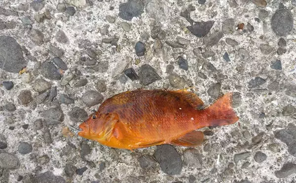 「息子と堤防釣り満喫！アジングロッド流用のウキ釣りでコッパグレ手中に笑顔爆発【和歌山】」の画像