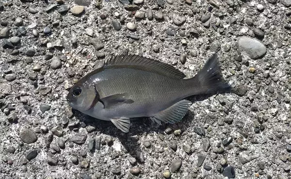 「息子と堤防釣り満喫！アジングロッド流用のウキ釣りでコッパグレ手中に笑顔爆発【和歌山】」の画像