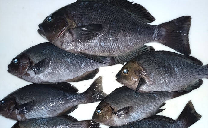 息子と堤防釣り満喫！アジングロッド流用のウキ釣りでコッパグレ手中に笑顔爆発【和歌山】