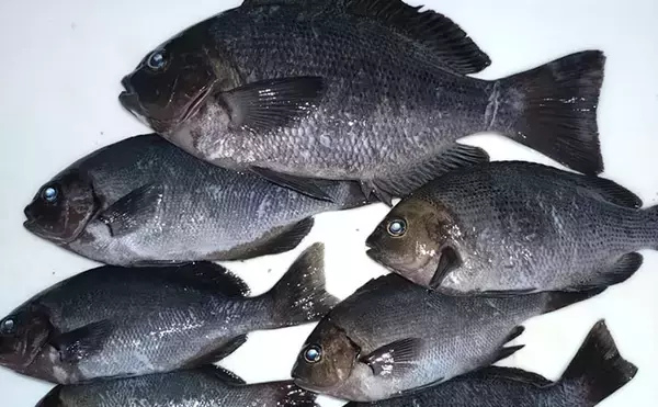 「息子と堤防釣り満喫！アジングロッド流用のウキ釣りでコッパグレ手中に笑顔爆発【和歌山】」の画像