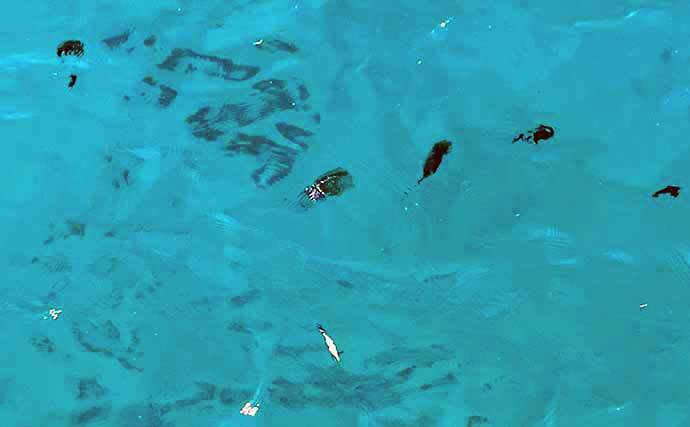 アオリイカが釣れる5つの条件 生態 時期 時間 場所 潮周り 22年4月23日 エキサイトニュース 9 10