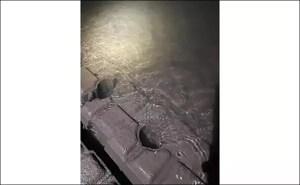 「夜のテナガエビ釣りで15尾手中【愛知・木曽川】夜釣りで狙うメリットとは？」の画像