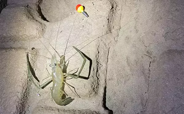 「夜のテナガエビ釣りで15尾手中【愛知・木曽川】夜釣りで狙うメリットとは？」の画像