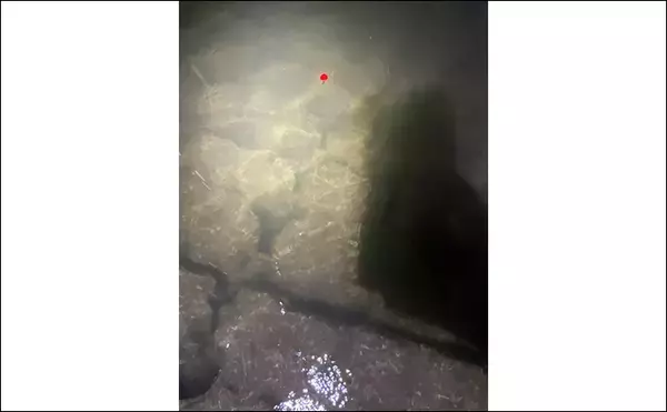 「夜のテナガエビ釣りで15尾手中【愛知・木曽川】夜釣りで狙うメリットとは？」の画像