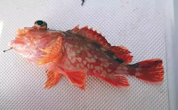 「レンタルボート初釣行はスタッフの手厚いフォローに感激【沼津シースタイル】」の画像