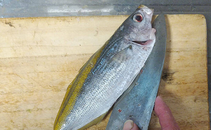 釣りの「ゲスト魚」で作るレシピ：タカベの一夜干し　冷蔵庫で干せばOK！