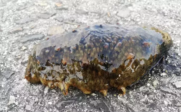 「日本三大珍味「このわた」の生産が最盛期　理論上は無限に作れる？」の画像