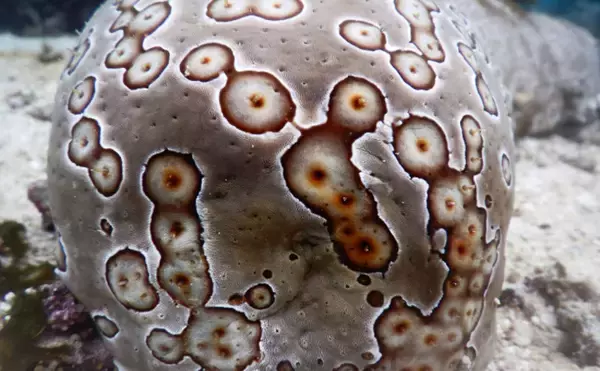 「日本三大珍味「このわた」の生産が最盛期　理論上は無限に作れる？」の画像