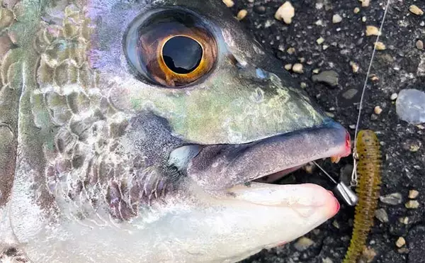 チヌをフィネスで狙う【ライトブリームゲーム】解説　ワームとプラグの使い分け方とは？