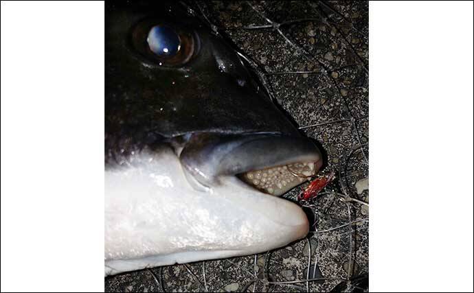 チヌをフィネスで狙う【ライトブリームゲーム】解説　ワームとプラグの使い分け方とは？