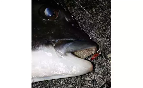 「チヌをフィネスで狙う【ライトブリームゲーム】解説　ワームとプラグの使い分け方とは？」の画像