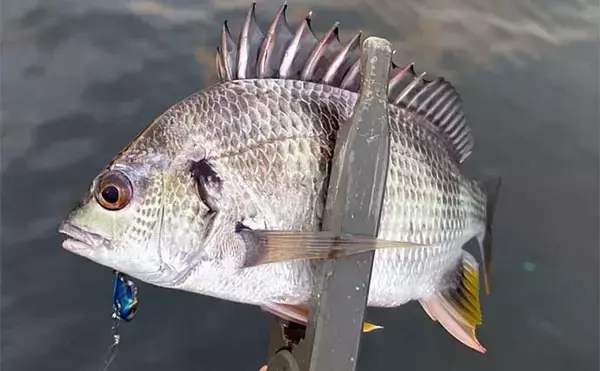 「チヌをフィネスで狙う【ライトブリームゲーム】解説　ワームとプラグの使い分け方とは？」の画像