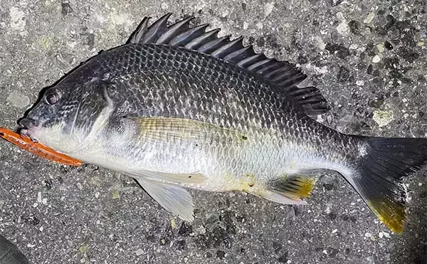 「チヌをフィネスで狙う【ライトブリームゲーム】解説　ワームとプラグの使い分け方とは？」の画像