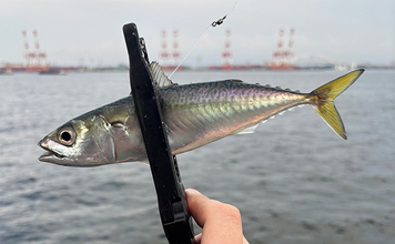 波止のジグサビキ釣行でサバ10尾オーバー【大阪】好反応だったジグカラーとは？