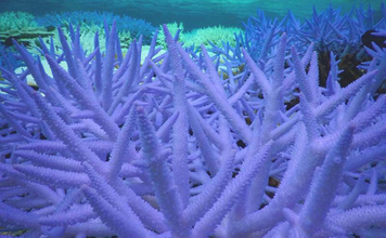 「2048年までに食卓から魚が消えてしまうかも？」 3つの要因と対策について紹介