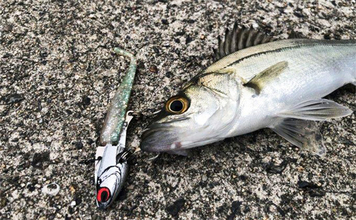 陸っぱりヒラメゲームのついでにシーバスを狙ったら入れ食い！　使用ルアーは『IJ16』のみ