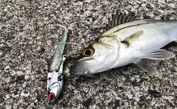 陸っぱりヒラメゲームのついでにシーバスを狙ったら入れ食い！　使用ルアーは『IJ16』のみ